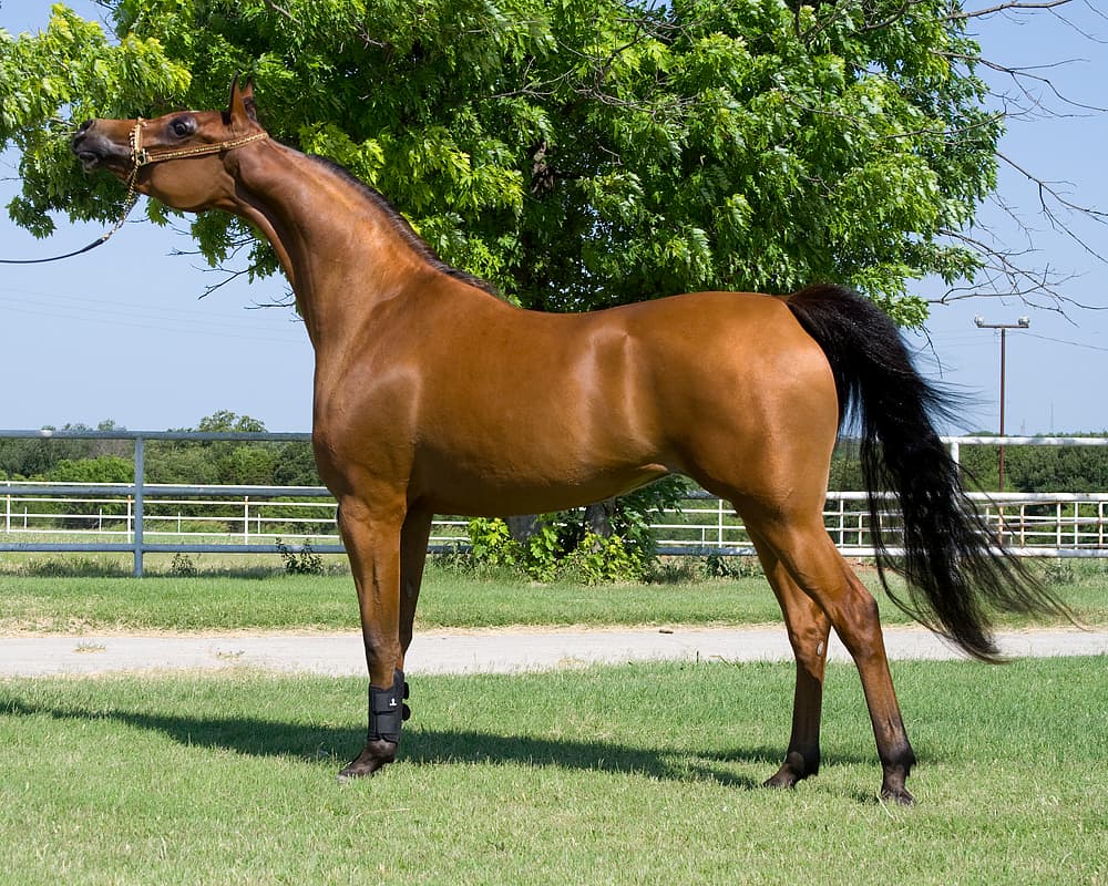 Arabian Horse