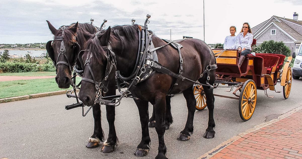 Carriage Horse