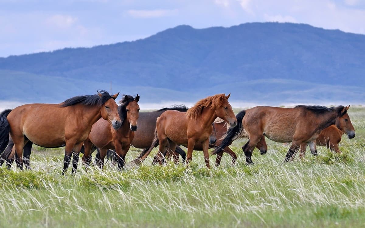 Grasslands & Prairies