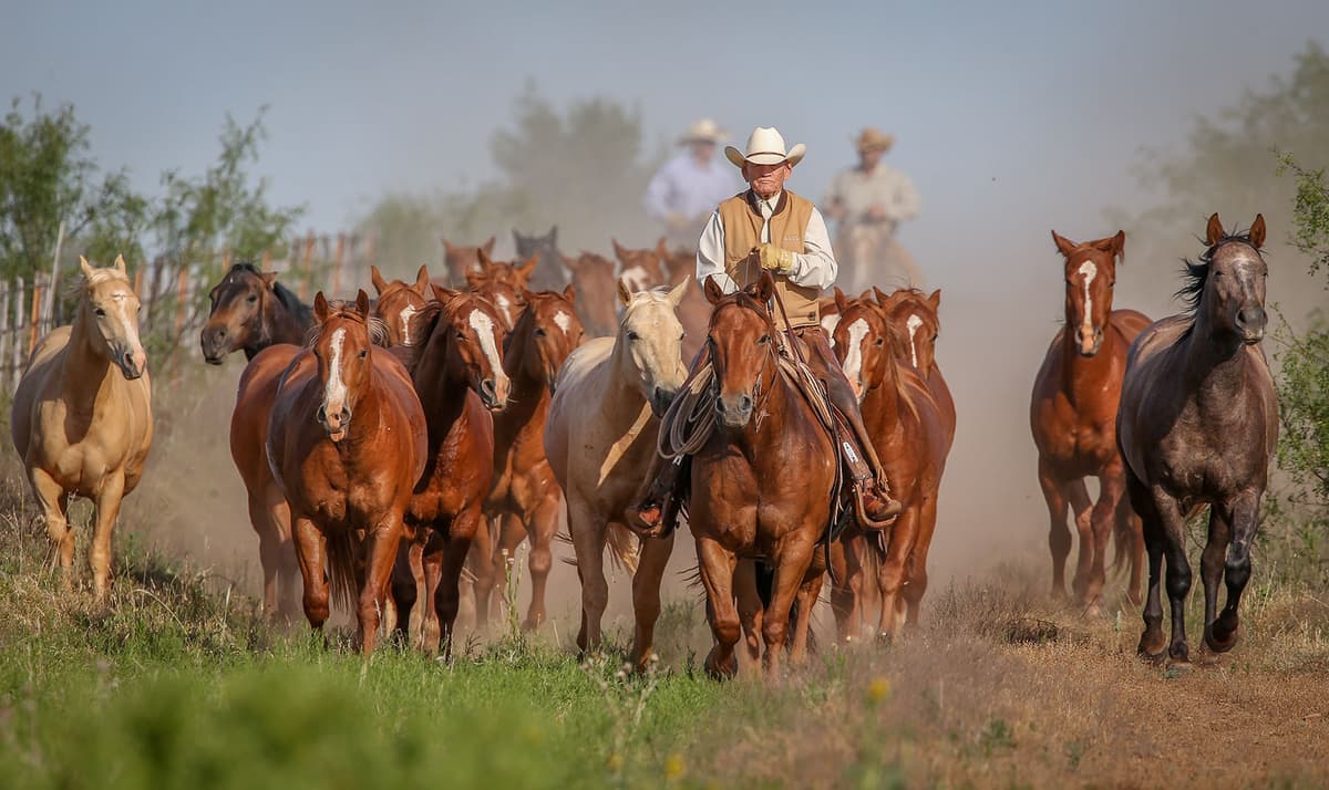 Ranch Horse