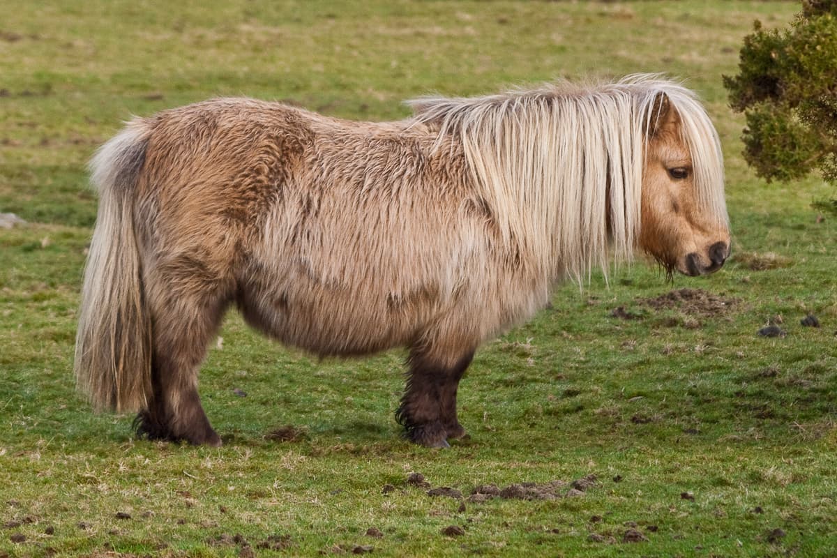 Shetland Pony