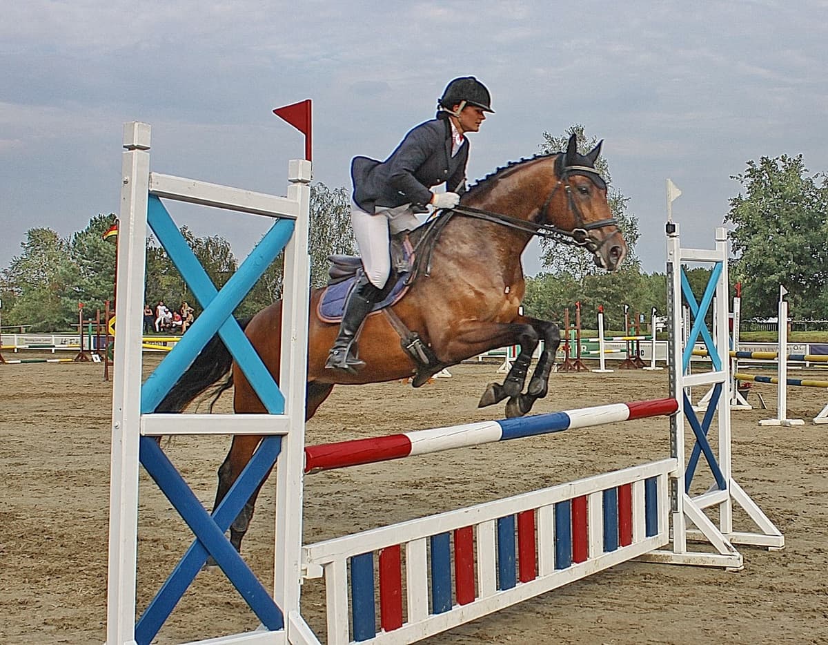 Show Jumper
