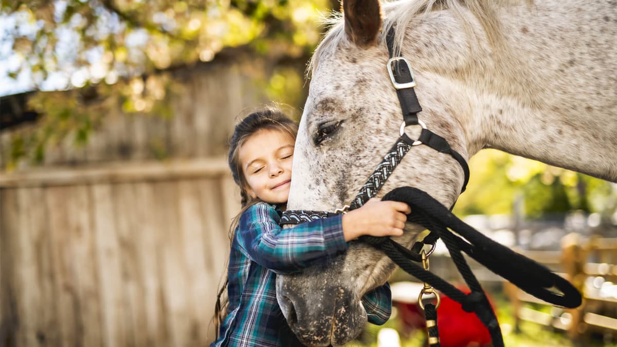 Therapy Horse