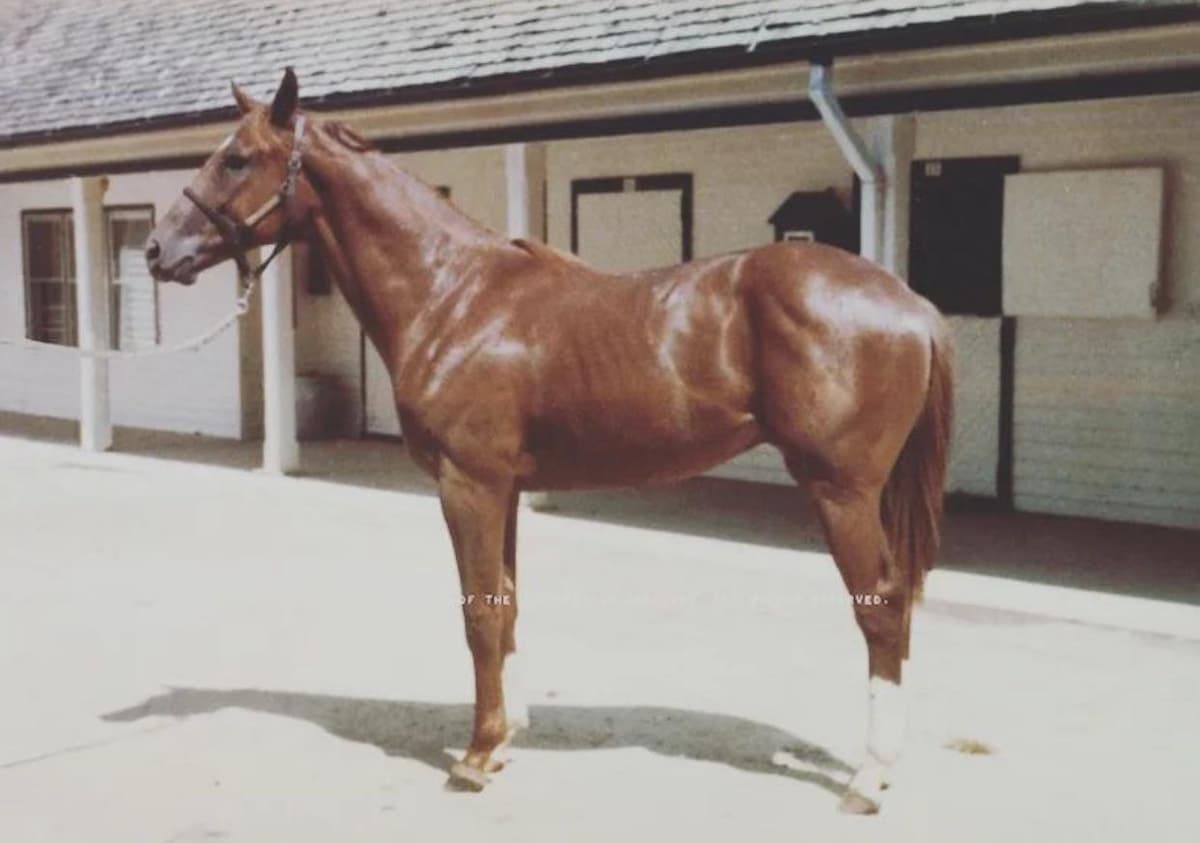 Thoroughbred